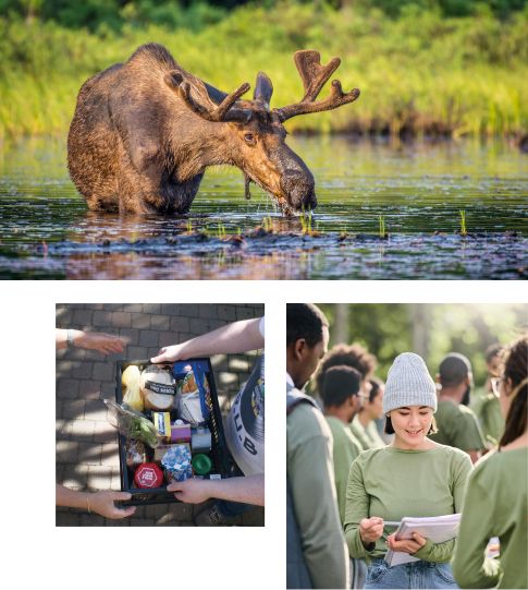 Goose, health research and food gathering